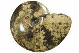 Huge, Fossil Ammonite (Placenticeras) - South Dakota #144026-1